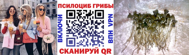 MEGA как зайти  магазин    Грязовец  Галлюциногенные грибы Psilocybine cubensis 
